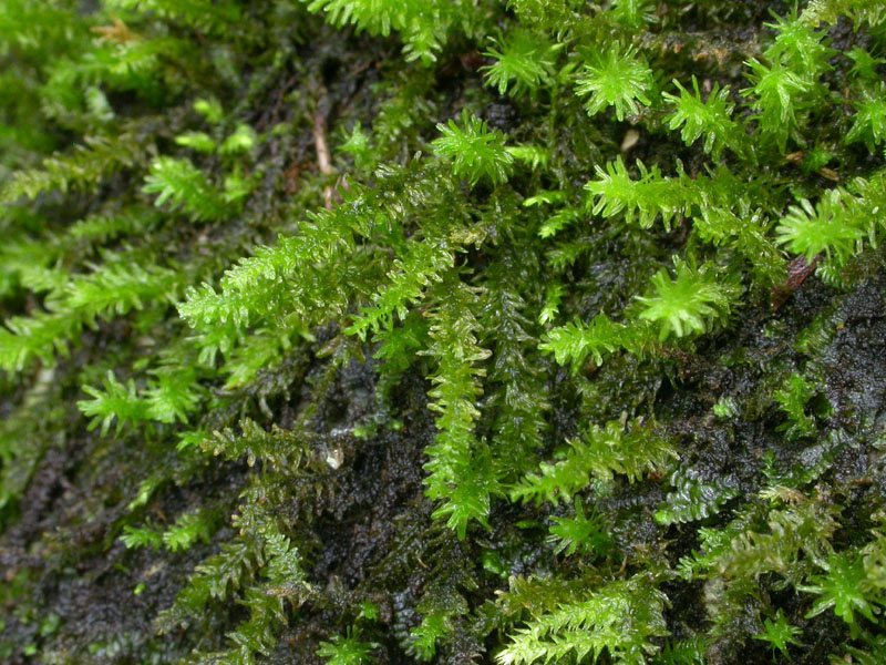 Anomodon minor
